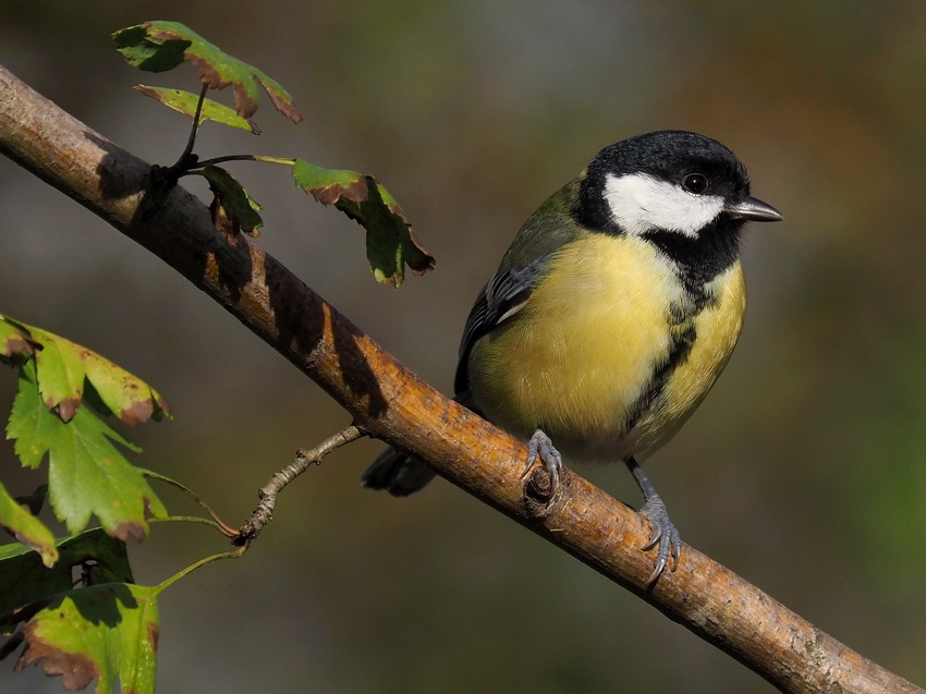 Cinciallegra (Parus major)